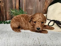 Blake, a male Miniature Bernedoodle for sale in Topeka, IN – Photo 2 of 10