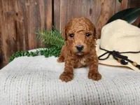Blake, a male Miniature Bernedoodle for sale in Topeka, IN – Photo 10 of 10