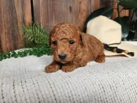 Blake, a male Miniature Bernedoodle for sale in Topeka, IN – Photo 3 of 10