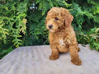 Blake, a male Miniature Bernedoodle for sale in Topeka, IN – Photo 3 of 10