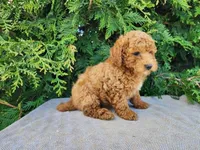 Blake, a male Miniature Bernedoodle for sale in Topeka, IN – Photo 8 of 10