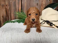Blake, a male Miniature Bernedoodle for sale in Topeka, IN – Photo 7 of 10