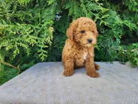 Blake, a male Miniature Bernedoodle for sale in Topeka, IN – Photo 4 of 10