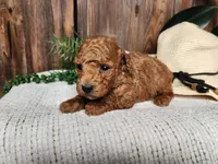 Blake, a male Miniature Bernedoodle for sale in Topeka, IN – Photo 1 of 10