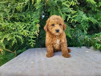 Blake, a male Miniature Bernedoodle for sale in Topeka, IN – Photo 5 of 10
