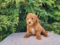 Blake, a male Miniature Bernedoodle for sale in Topeka, IN – Photo 10 of 10