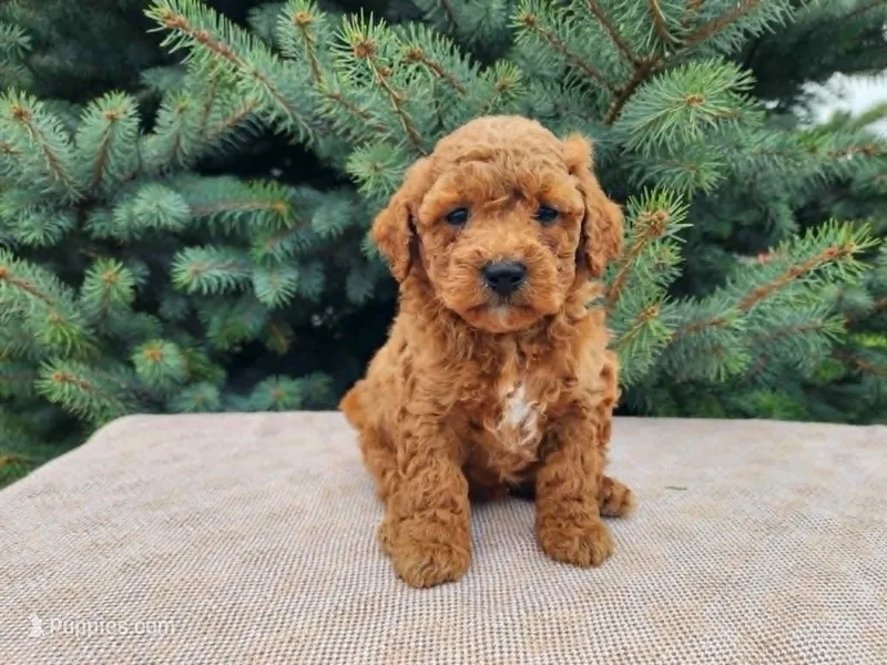 Blake – Miniature Bernedoodle puppy for sale in Topeka, IN