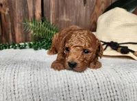 Blake, a male Miniature Bernedoodle for sale in Topeka, IN – Photo 5 of 10