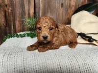 Blake, a male Miniature Bernedoodle for sale in Topeka, IN – Photo 6 of 10
