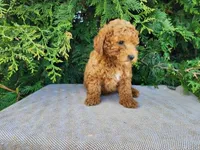 Blake, a male Miniature Bernedoodle for sale in Topeka, IN – Photo 9 of 10