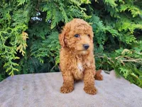 Blake, a male Miniature Bernedoodle for sale in Topeka, IN – Photo 2 of 10