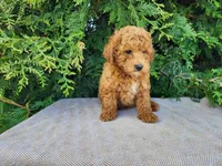 Blake, a male Miniature Bernedoodle for sale in Topeka, IN – Photo 7 of 10