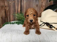 Blake, a male Miniature Bernedoodle for sale in Topeka, IN – Photo 9 of 10