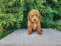 Blake, a male Miniature Bernedoodle for sale in Topeka, IN – Photo 6 of 10