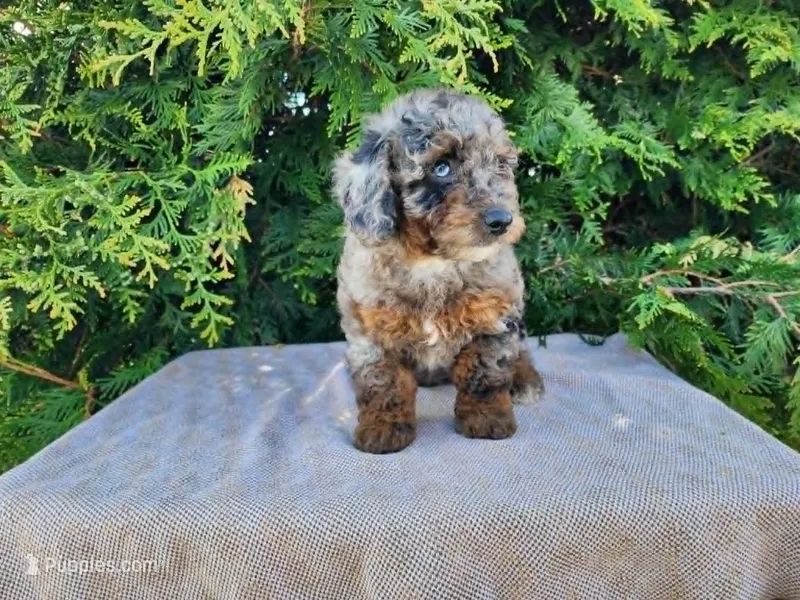 Leasha – Miniature Bernedoodle puppy for sale in Topeka, IN