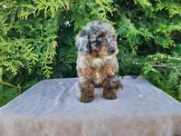 Leasha, a female Miniature Bernedoodle for sale in Topeka, IN – Photo 1 of 10