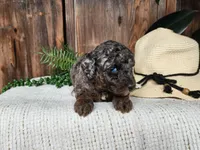 Leasha, a female Miniature Bernedoodle for sale in Topeka, IN – Photo 8 of 10