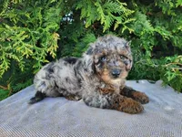 Leasha, a female Miniature Bernedoodle for sale in Topeka, IN – Photo 10 of 10