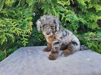 Leasha, a female Miniature Bernedoodle for sale in Topeka, IN – Photo 3 of 10