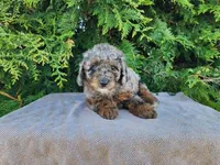 Leasha, a female Miniature Bernedoodle for sale in Topeka, IN – Photo 6 of 10
