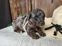 Leasha, a female Miniature Bernedoodle for sale in Topeka, IN – Photo 3 of 10
