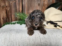 Leasha, a female Miniature Bernedoodle for sale in Topeka, IN – Photo 6 of 10