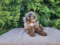 Leasha, a female Miniature Bernedoodle for sale in Topeka, IN – Photo 7 of 10