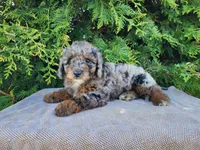 Leasha, a female Miniature Bernedoodle for sale in Topeka, IN – Photo 9 of 10