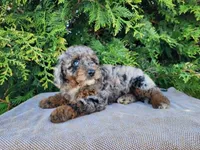 Leasha, a female Miniature Bernedoodle for sale in Topeka, IN – Photo 8 of 10