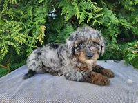 Leasha, a female Miniature Bernedoodle for sale in Topeka, IN – Photo 5 of 10