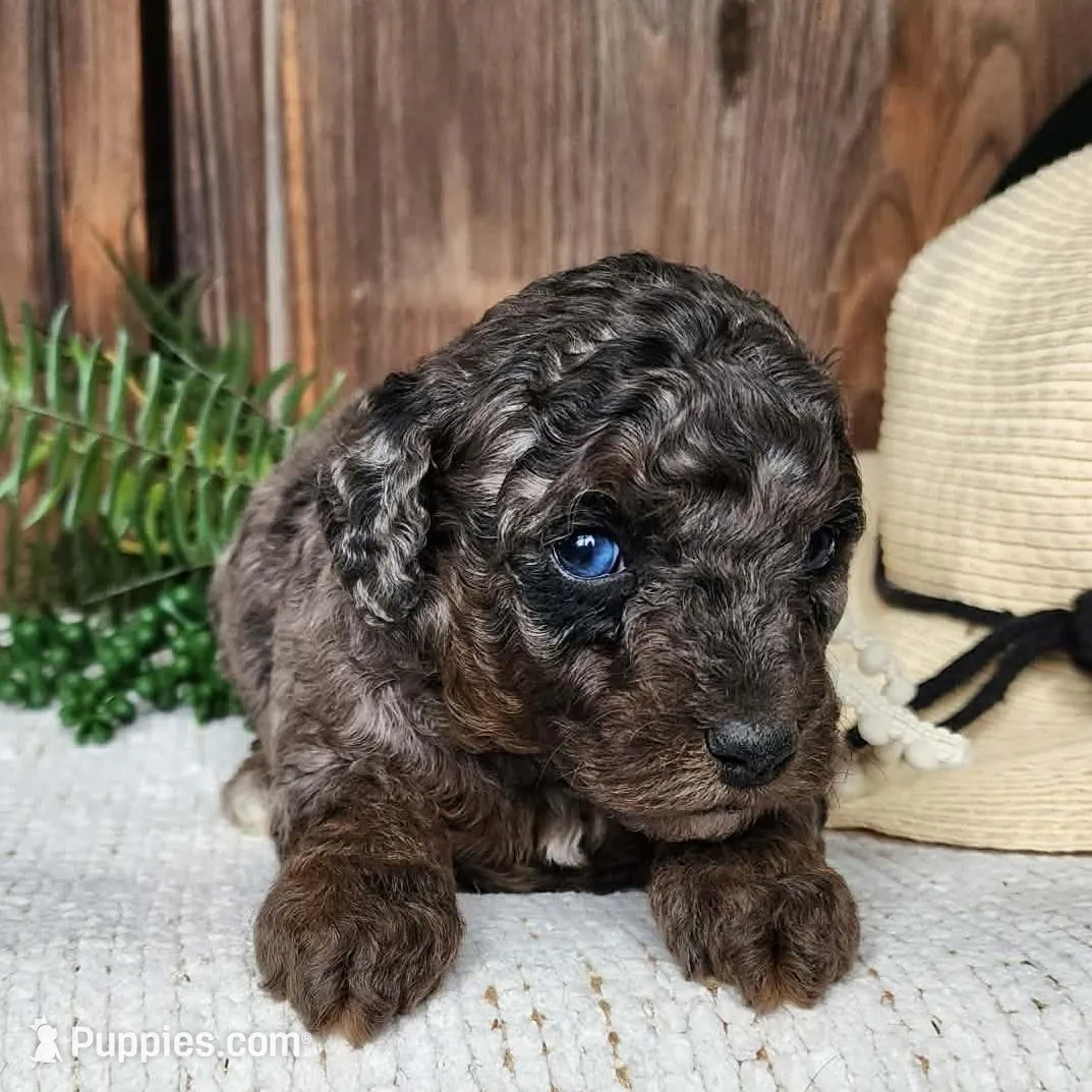 Leasha – Miniature Bernedoodle puppy for sale in Topeka, IN