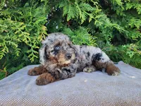 Leasha, a female Miniature Bernedoodle for sale in Topeka, IN – Photo 2 of 10