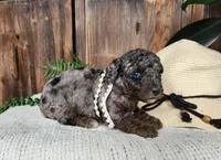 Leasha, a female Miniature Bernedoodle for sale in Topeka, IN – Photo 10 of 10