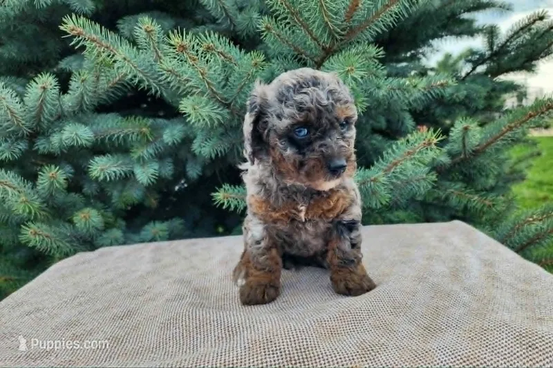 Leasha – Miniature Bernedoodle puppy for sale in Topeka, IN