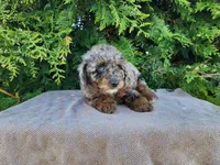 Leasha, a female Miniature Bernedoodle for sale in Topeka, IN – Photo 4 of 10