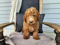 Dallas, a male Miniature Bernedoodle for sale in Topeka, IN – 4 of 10