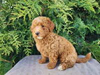Dallas, a male Miniature Bernedoodle for sale in Topeka, IN – Photo 10 of 10