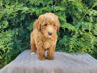 Dallas, a male Miniature Bernedoodle for sale in Topeka, IN – Photo 8 of 10
