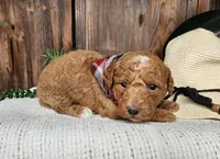 Dallas, a male Miniature Bernedoodle for sale in Topeka, IN – Photo 8 of 10