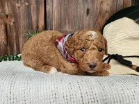 Dallas, a male Miniature Bernedoodle for sale in Topeka, IN – Photo 4 of 10