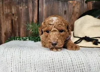 Dallas, a male Miniature Bernedoodle for sale in Topeka, IN – Photo 1 of 10