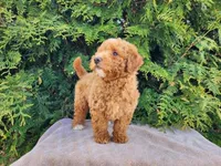 Dallas, a male Miniature Bernedoodle for sale in Topeka, IN – Photo 6 of 10