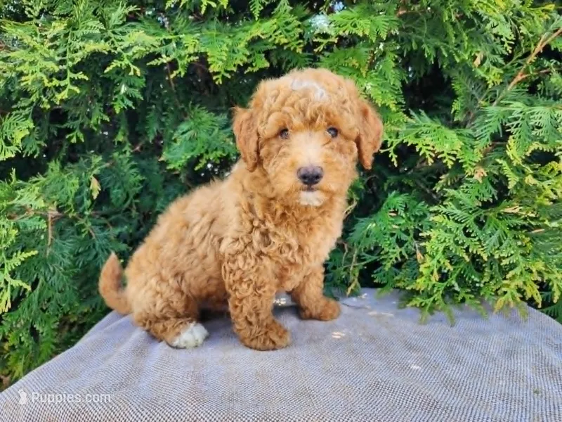 Dallas – Miniature Bernedoodle puppy for sale in Topeka, IN