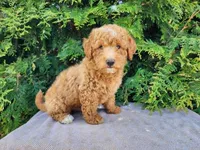 Dallas, a male Miniature Bernedoodle for sale in Topeka, IN – Photo 1 of 10