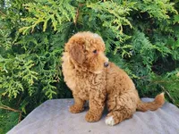 Dallas, a male Miniature Bernedoodle for sale in Topeka, IN – Photo 9 of 10