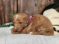 Dallas, a male Miniature Bernedoodle for sale in Topeka, IN – Photo 2 of 10