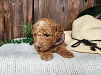 Dallas, a male Miniature Bernedoodle for sale in Topeka, IN – Photo 10 of 10