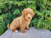 Dallas, a male Miniature Bernedoodle for sale in Topeka, IN – Photo 5 of 10