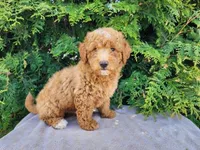 Dallas, a male Miniature Bernedoodle for sale in Topeka, IN – Photo 2 of 10