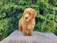 Dallas, a male Miniature Bernedoodle for sale in Topeka, IN – Photo 3 of 10